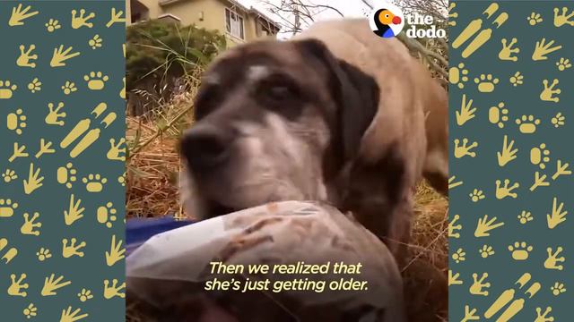 Женщина 3 года пыталась спасти бездомную собаку | Вера в добро# 2 смотреть онлайн