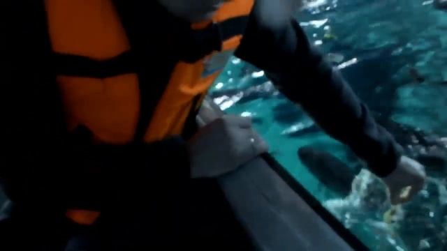 Океанариум Бангкока(Siam Ocean World). Кормление рыбок смотреть онлайн