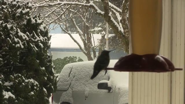 Anna's Hummingbird; Snow Day. Колибри (калипта анны) и снег (2248sp) смотреть онлайн