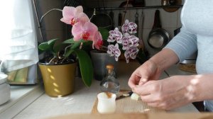 Как вывести бородавки с помощью лука и уксуса