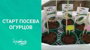 Свои огурчики  к началу мая. Сеем огуречные гибриды  для раннего урожая.
