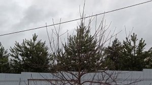 ПОДВОЙ ЯБЛОНИ 54-118. Высота дерева, сила роста