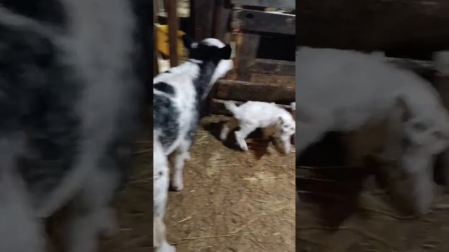 цип цип цип хочу есть 🐐🐐🐐🍼🥛 смотреть онлайн