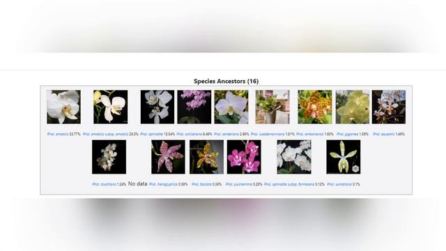 Орхидейный релакс. Phalaenopsis Taida Cappuccino