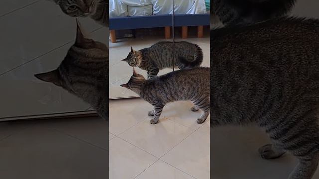 Everybody dance now! смотреть онлайн