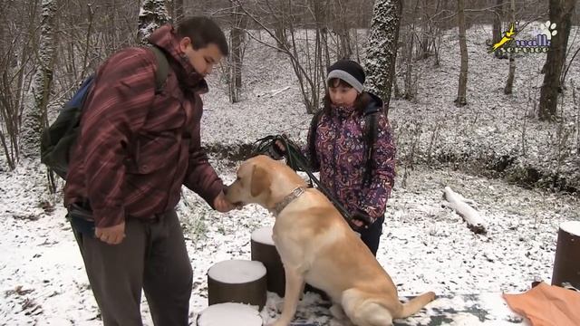 Тренировка внимания, результат занятия, собака порода лабрадор ретривер смотреть онлайн