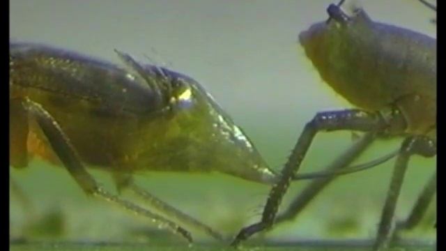 Aphid Aphelinus Abdominalis