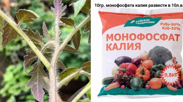 Знала бы раньше про эту подкормку для рассады, рассада всегда была крепкая и не вытягивалась смотреть онлайн