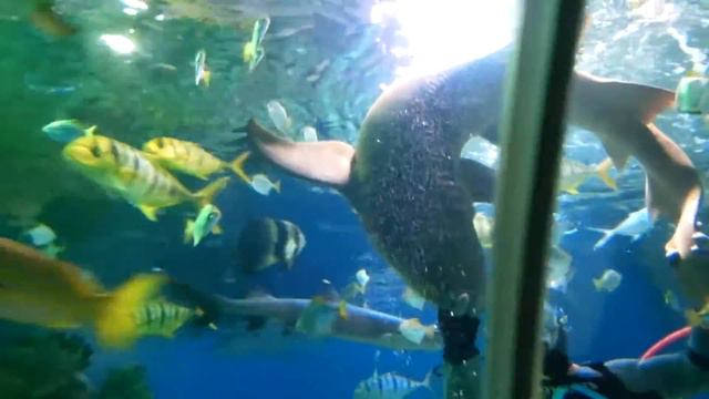Show with sharks.Дрессированные акулы. смотреть онлайн