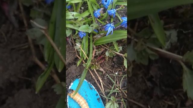 16.04.20. Гусеница-личинка смотреть онлайн