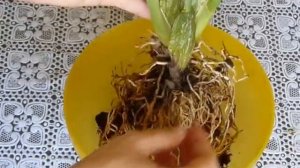 ✅ Орхидея #Камбрия. Пересадка уценки после цветения. Полив и уход.