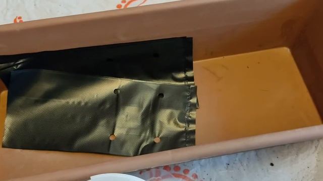 Рассада огурцов для раннего урожая