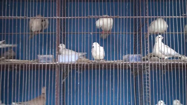 Fantail Dove First Feeding - amazing singing dove - Dove Real Beauty Sketches-Turtle dove смотреть онлайн