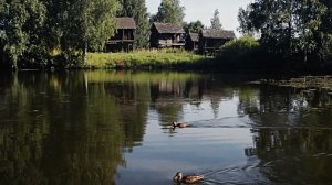 Деревня. Лето. Пение птиц ранним утром со звуками природы