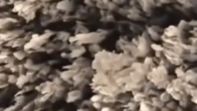 Эмаль зуба человека под микроскопом смотреть онлайн