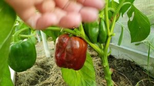 Этот сорт перца я буду сажать всегда - Калифорнийское чудо - высокоурожайный сладкий перец