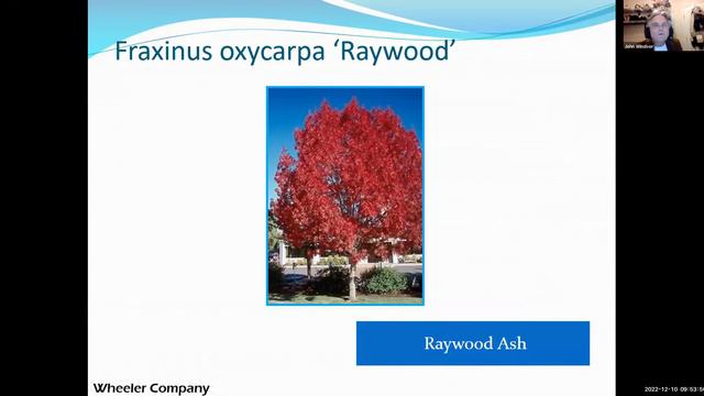 SCV Water Gardening Class: Trees and Shrubs for SCV смотреть онлайн