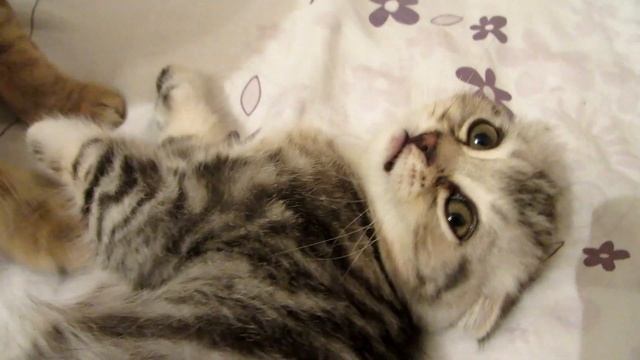Мама Ника и плюшка. Шотландские вислоухие кошки. Nick and bun's mom. Scottish fold cats. смотреть онлайн