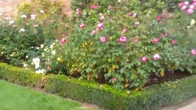 Сад роз Дэвида Остина смотреть онлайн