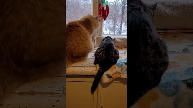 25 ноября 2023 г. Утро с кошками ☕️ ? смотреть онлайн