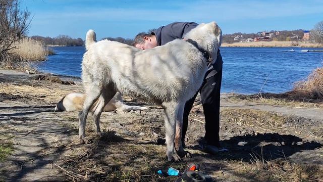 #сао #алабай #среднеазиатская овчарка # Волкодав #кавказский Волкодав+79034719998 смотреть онлайн