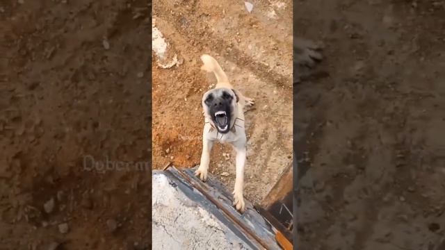 Эдит(Кангал, французский бульдог) смотреть онлайн