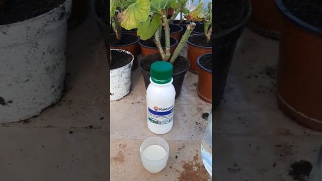 Эффективная обработка пеларгоний от болезней и вредителей на зиму / Обробка від шкідників та хвороб смотреть онлайн