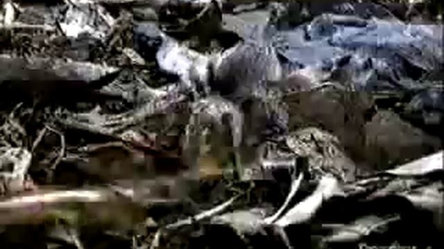 Тропическая многоножка на охоте.flv смотреть онлайн