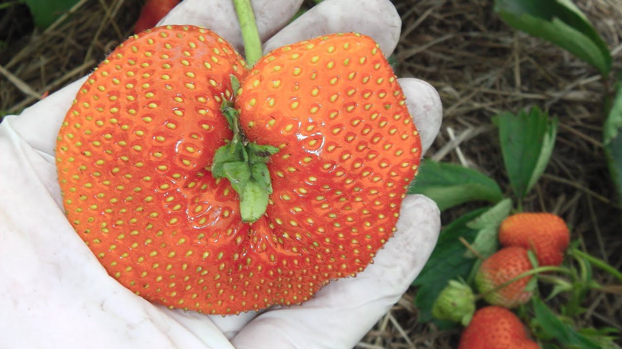 ЗЕМЛЯНИКА ДАРСЕЛЕКТ СОРТ С КРУПНОЙ НЕОБЫЧНОГО ЦВЕТА ЯГОДОЙ смотреть онлайн