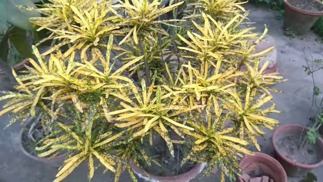 variegated croton Plant/Codiaeum variegatum(L.) A.Juss. смотреть онлайн