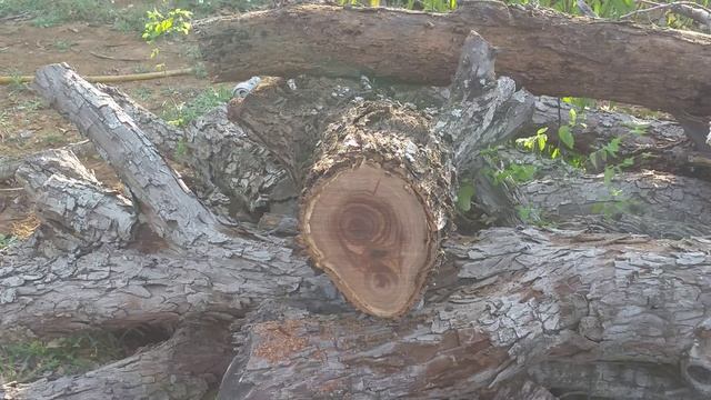 New Stihl MS271 vs used MS250 test cuts. farmboss ms 271 vs ms 250 смотреть онлайн