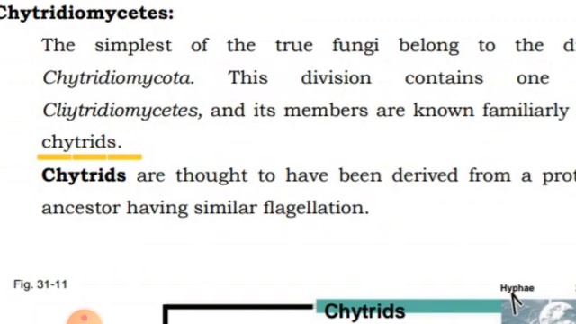 mycology. part-I. introduction and four major division of fungi.. смотреть онлайн