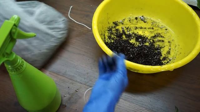 Омоложение фиалки "Наша Надежда",фитильный полив. смотреть онлайн