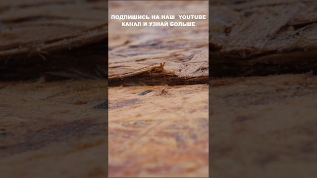 Стройка Волшебства