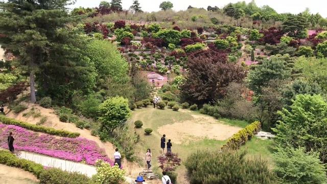 진안 꽃잔디 축제 | Ground Pink (Moss Phlox) Festival at Jinan | TRAVEL KOREA смотреть онлайн