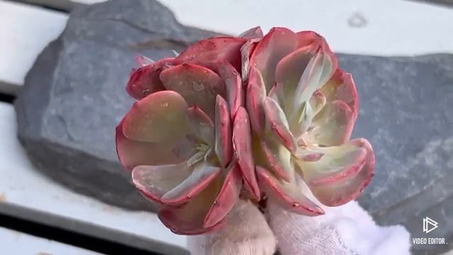 Echeveria Muesli Red Heart смотреть онлайн