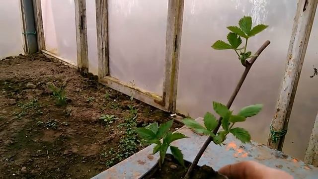 Ежевика, сорт "Натчез", ранний, крупный. смотреть онлайн