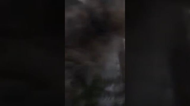 Квинку слоумо, В ананас идите #roblox #роблокс #frustikrblx #врекомендации смотреть онлайн