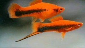 Аквариумная рыбка меченосец, содержание, совместимость размножение.