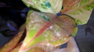 Aglaonema. Новые сорта Аглаонем с описанием сорта.aglaonema plants.mp4