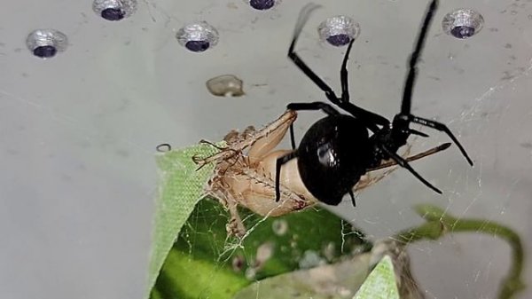 BLACK WIDOW SPIDER VS. Huge Cricket