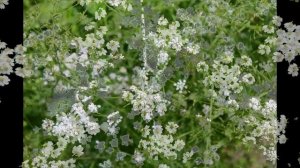 Тмин (тимон, тмин обыкновенный). Произрастание, сбор и применение пряности в кулинарии.