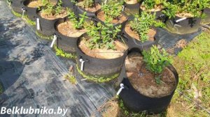 Новинка! Жимолость Японской селекции. Maxin, Colin, Lori, Tomi, Willa. Belklubnika.by