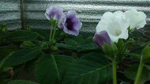 Глоксиния из семян  Четыре месяца с момента посадки  Часть 2