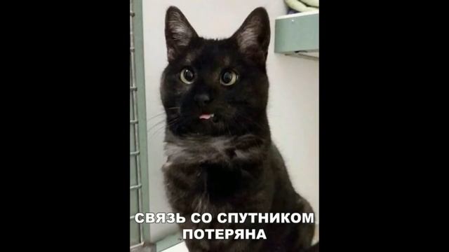 Приколы с котами с ОЗВУЧКОЙ – МАРИО и кот Мурзик – САМОЕ СМЕШНОЕ ВИДЕО – Domi Show