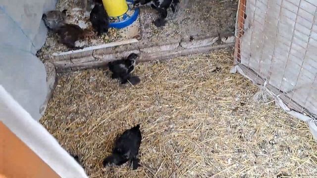 ВАРЕНА КАРТОПЛЯ З КРОПИВАЮ І ЦИБУЛЕЮ - КОРМОВА ДОБАВКА КУРЧАТАМ. УЛЮБЛЕНА МІШАНКА МОЄЇ ПТИЦІ! смотреть онлайн