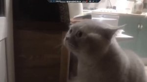 Кот говорит,открой дверь
