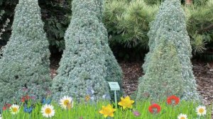 Ель канадская Сандерс Блю ? Обзор: посадка и уход. саженцы ели Сандерс Блю: описание и особенности