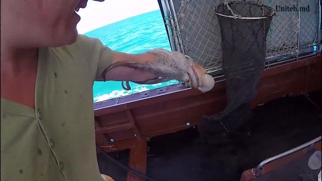 Как мы поймали 500 кг осьминога в средиземном море؟ смотреть онлайн