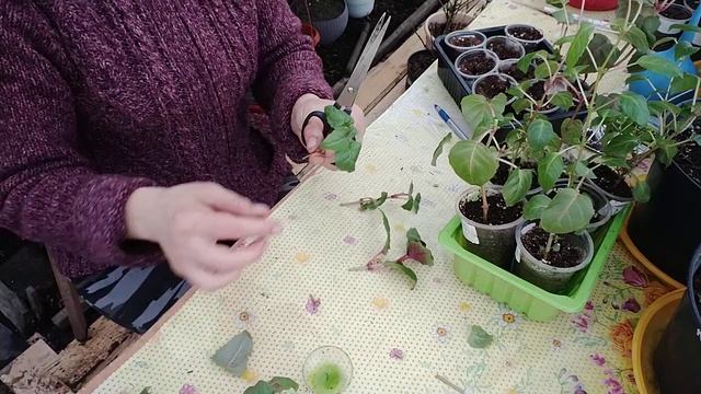 ФУКСИЯ .КАК ФОРМИРОВАТЬ ЧЕРЕНКИ ФУКСИИ? ? смотреть онлайн